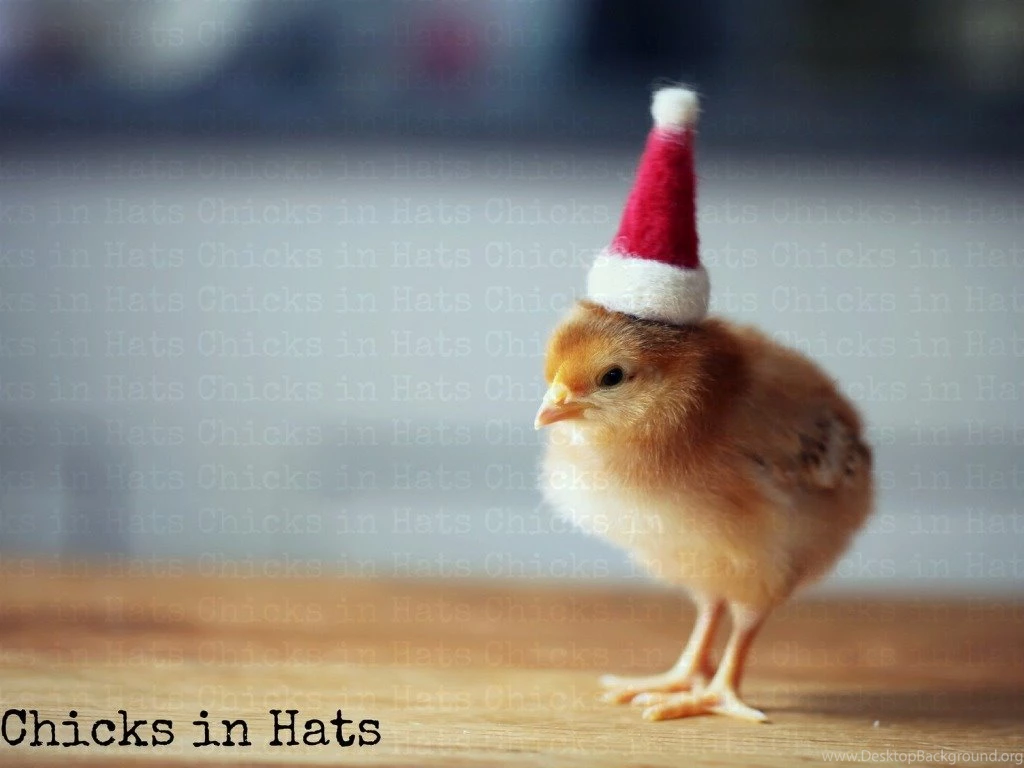 Funny Christmas Wallpapers