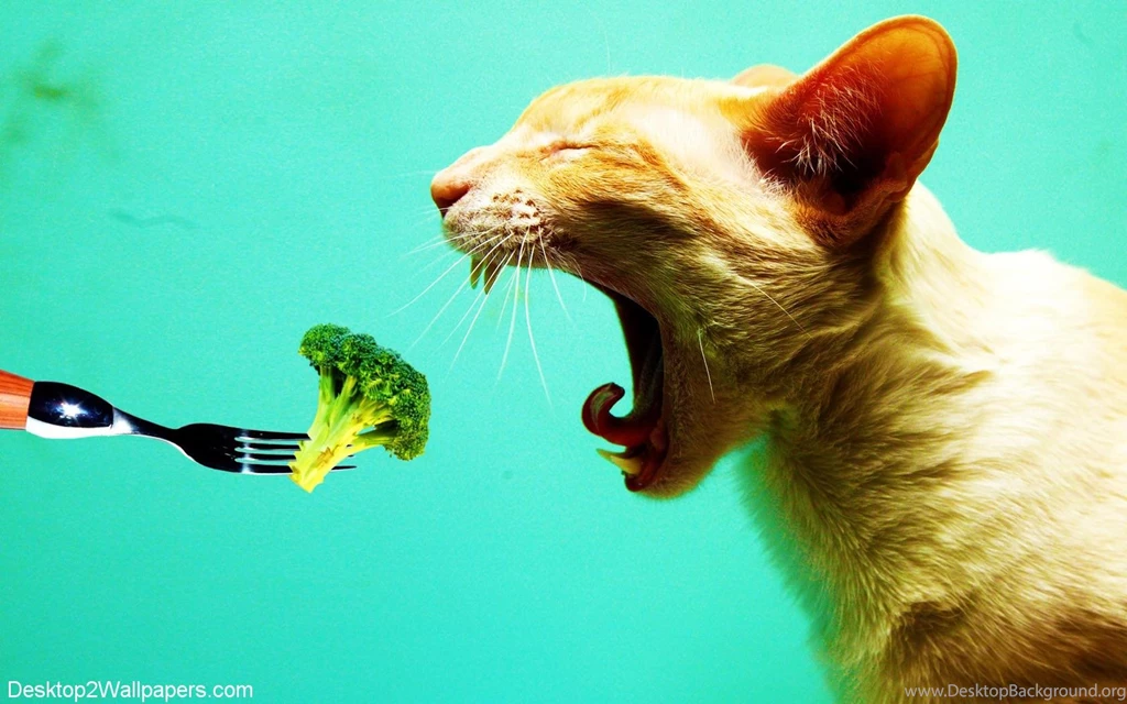 Funny Photos Hd