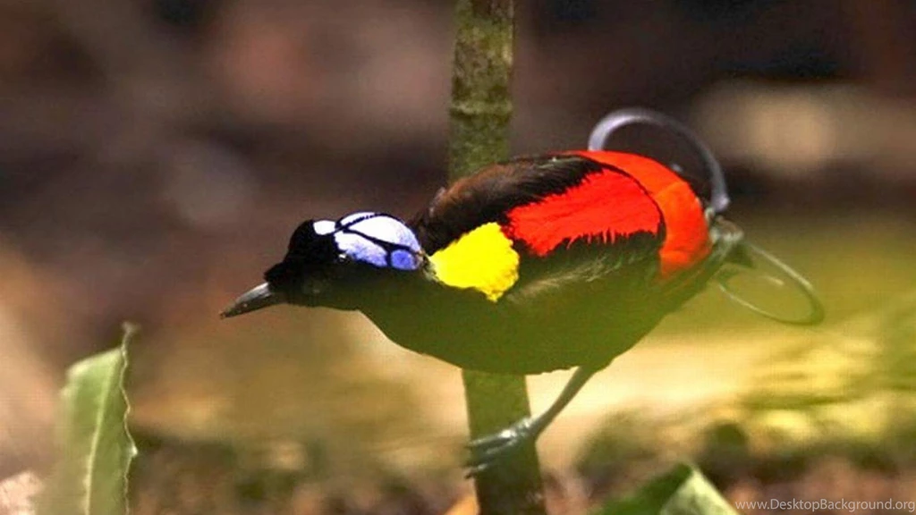 BIRD OF PARADISE WALLPAPER (