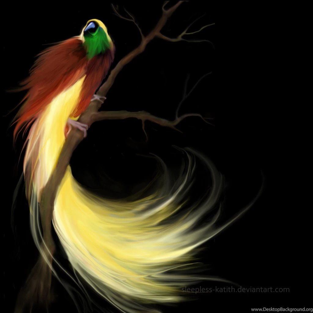 Wallpapers Birds Of Paradise Wallpapers Cave