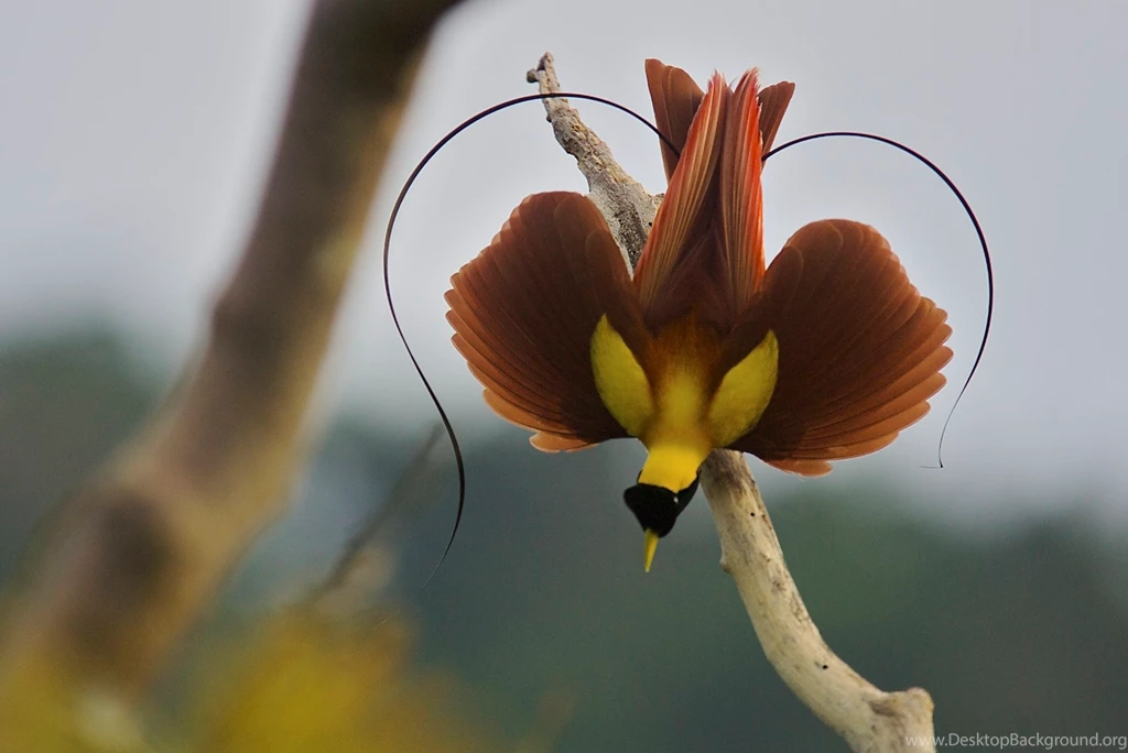 Awesome Birds Of Paradise HD Wallpapers Wide