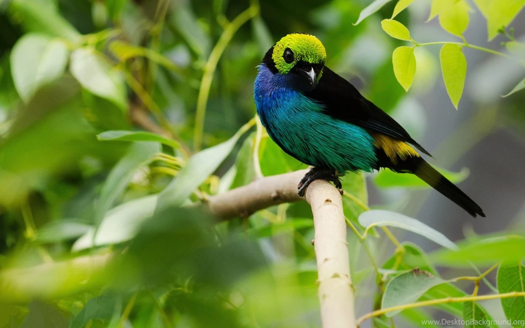 Birds Of Paradise HD Wallpapers