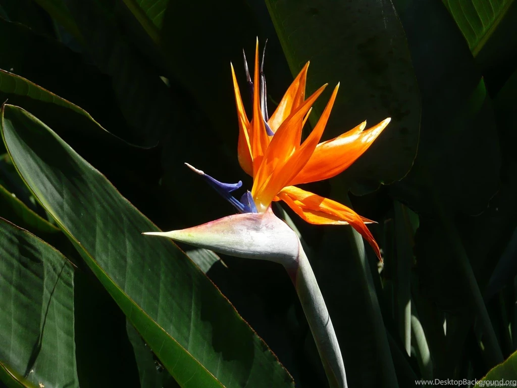 Birds Of Paradise Images Wallpapers HD Base