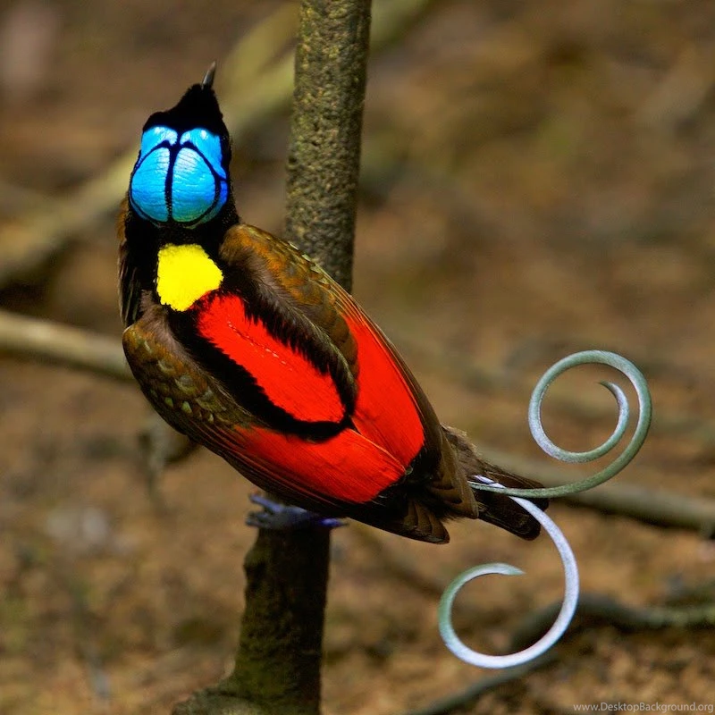 Birds Of Paradise Wallpapers See HD WallpapeR