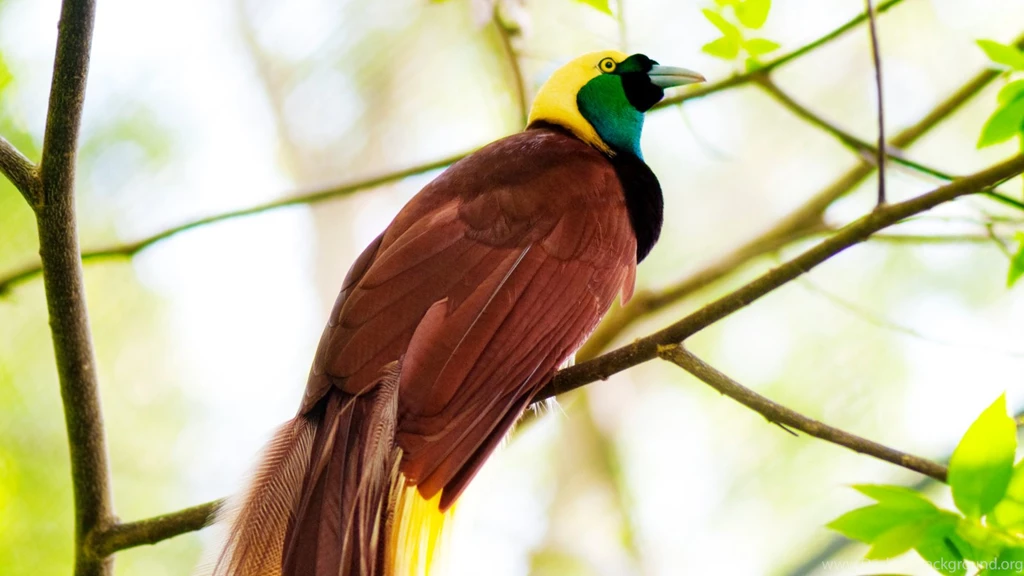 Greater & Very Beautiful Bird Of Paradise.