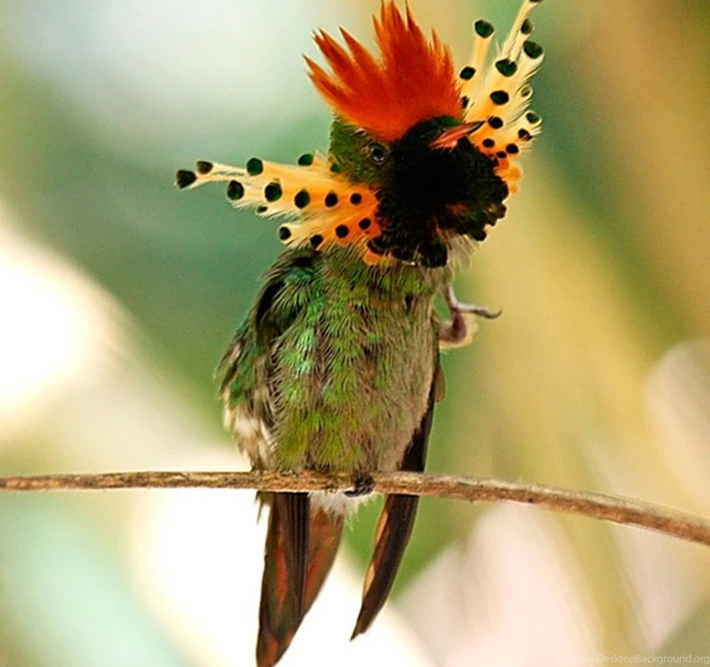 Birds: Bird Paradise Beauty Colorful Feathers Branch Desktop ...