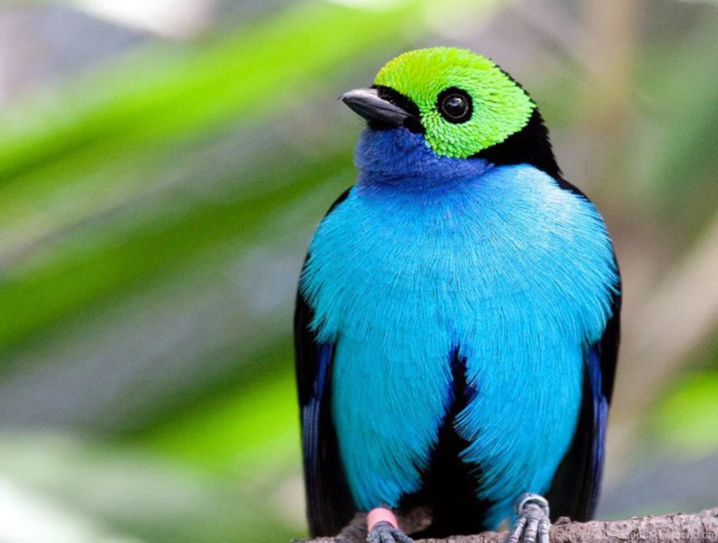 30 Beautiful Birds Of Paradise Wallpapers For Desktop Bird Of