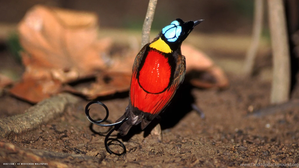 Birds 11.jpg