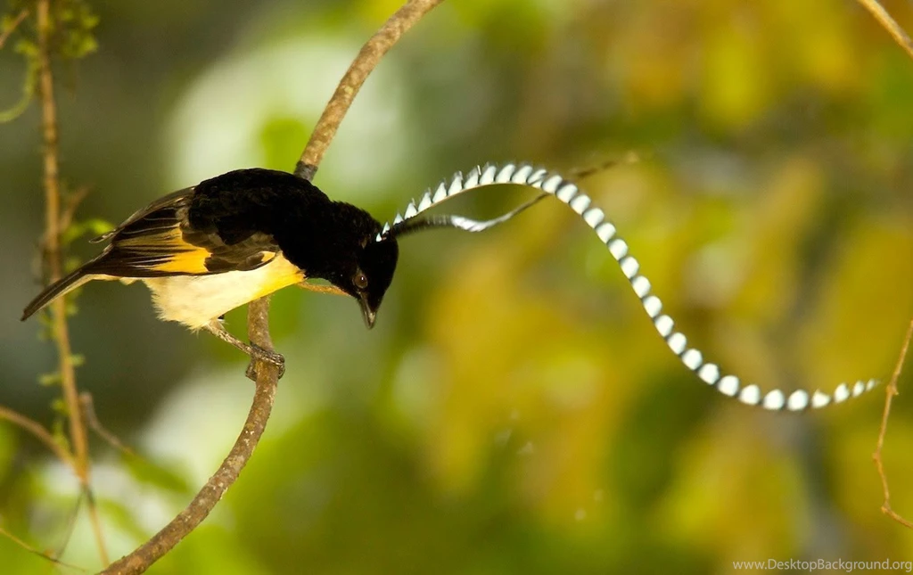 Amazing Birds Of Paradise Courtship Rituals