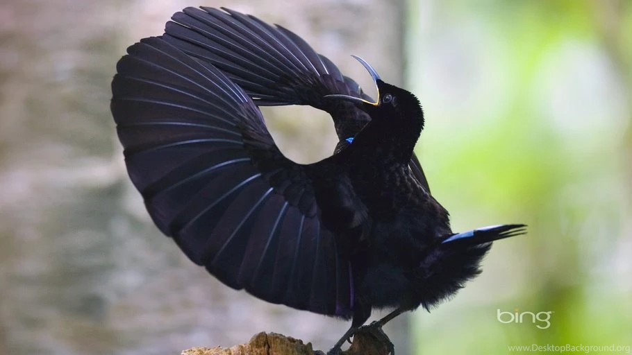 Birds, Victorias Riflebird, Paradise Bird, Birds Of Paradise ...