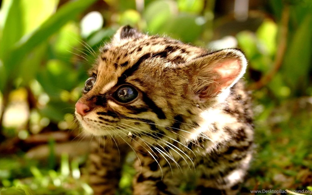 Desktop Wallpapers Animals