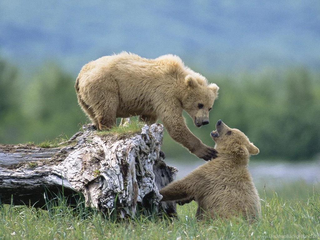 Animals Wallpapers HD Desktop Backgrounds Page 54