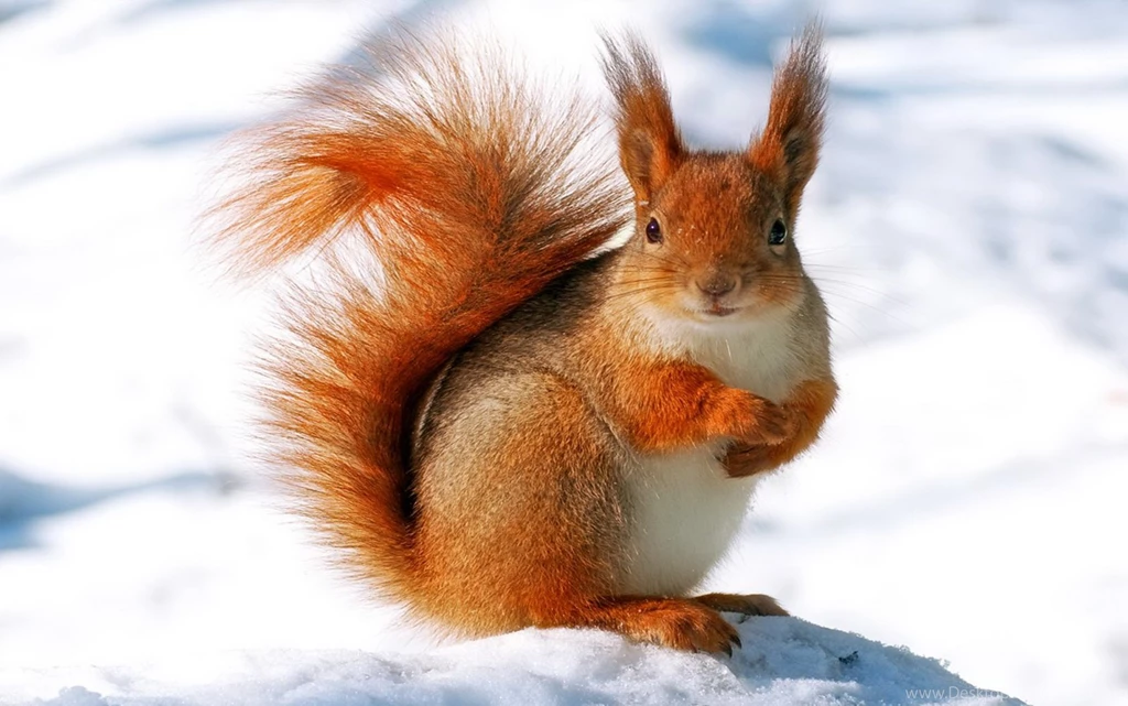 9607) Winter Animal Cool Wallpapers   WalOps.com