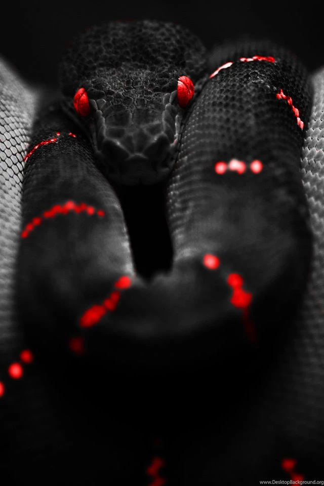Deadly Snake iPhone Wallpapers IPhones & IPod Touch Backgrounds ...