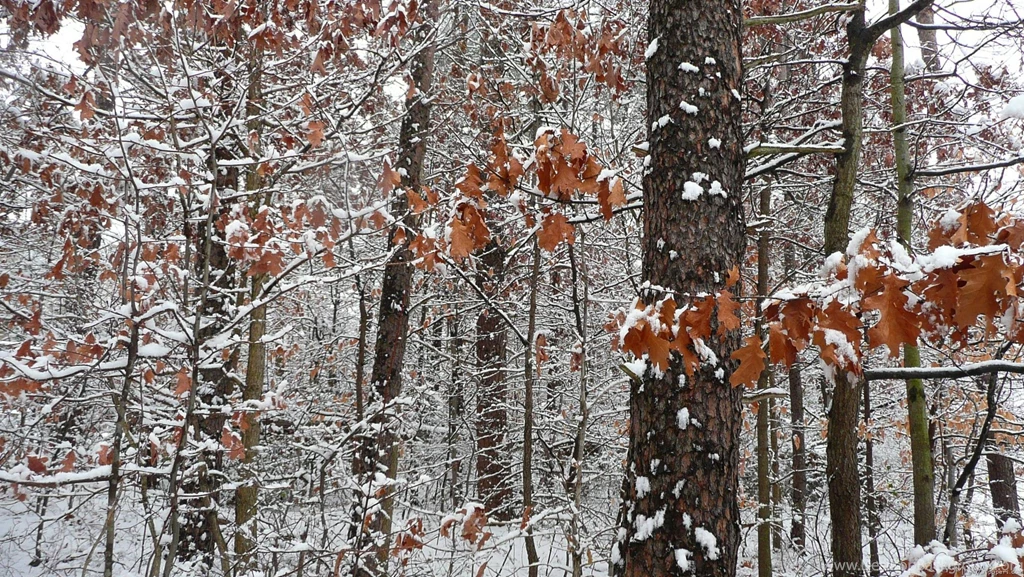 MLeWallpapers.com Snow Covered Oak Trees