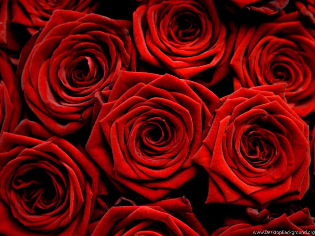 Red Roses   Flowers Wallpapers (34611317)   Fanpop