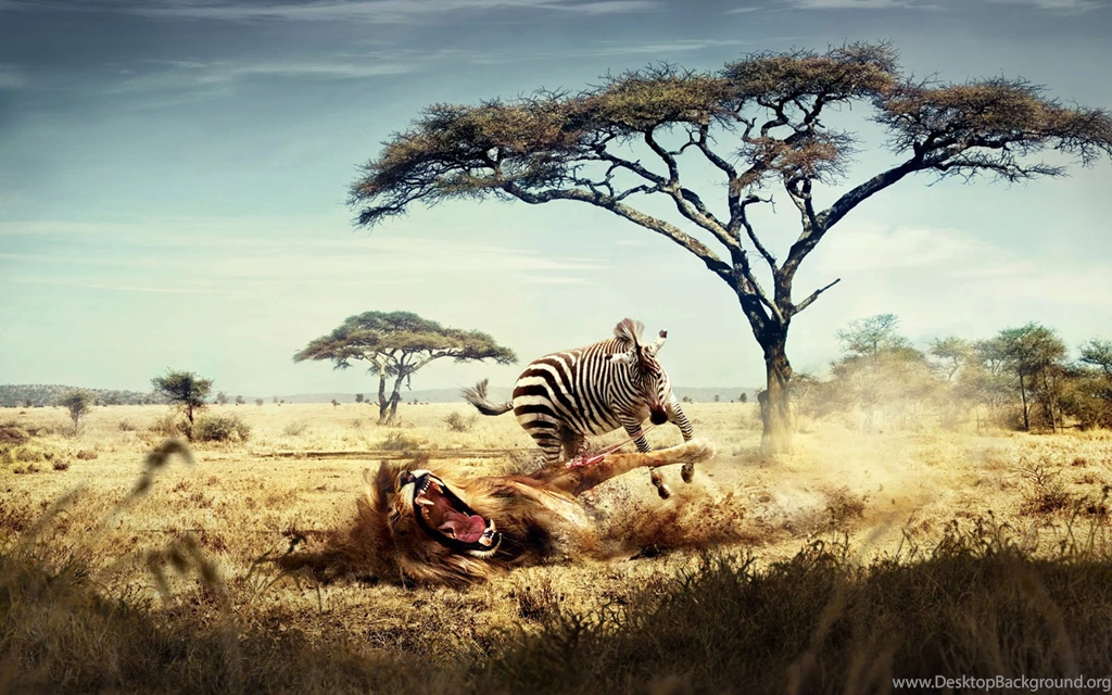 Wild Lion Zebra Chase Wallpapers (DESKTOP BACKGROUNDS)