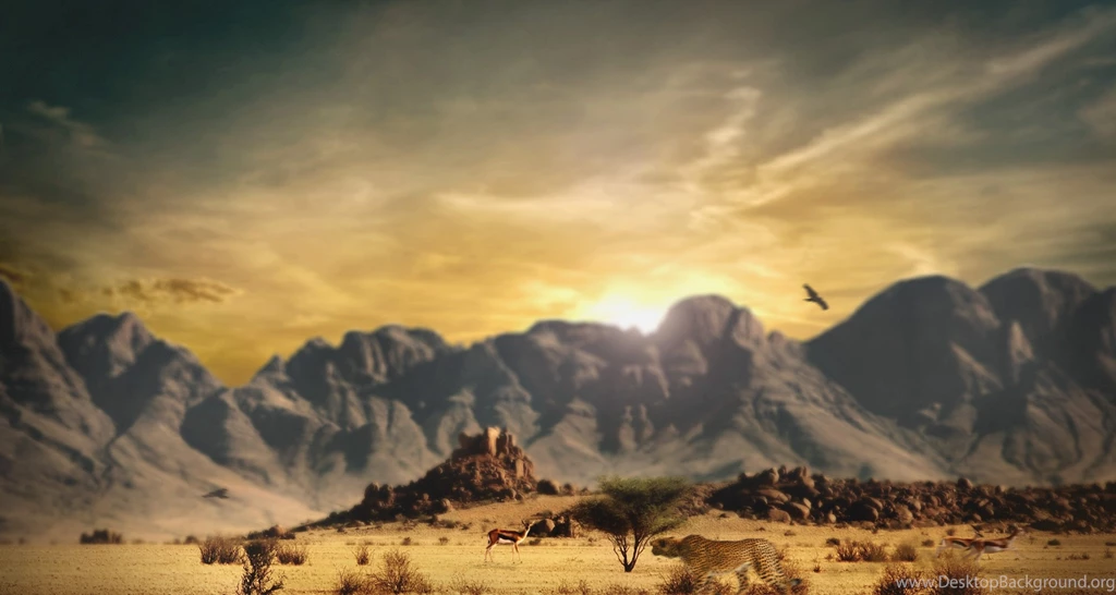 Wild Life HD Wallpapers