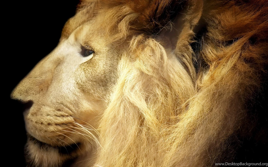 Cats Lions Profile Animal Photography Cat Wild Desktop Backgrounds ...