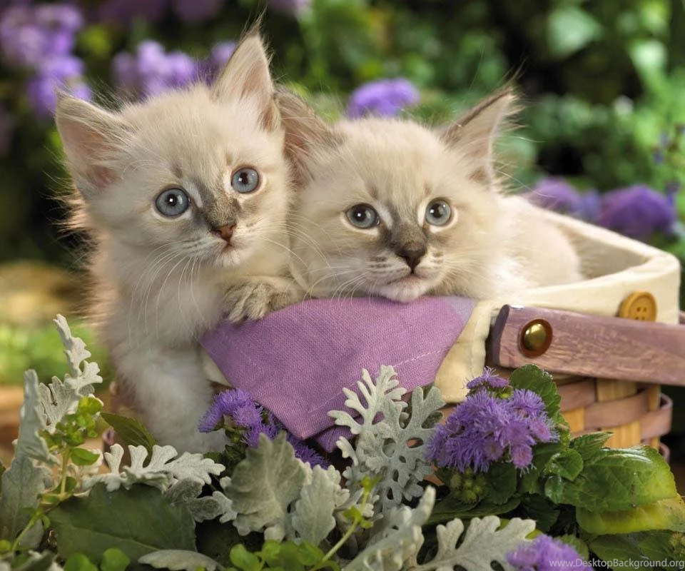 Cute Cat Live Wallpapers Android Apps And Tests AndroidPIT