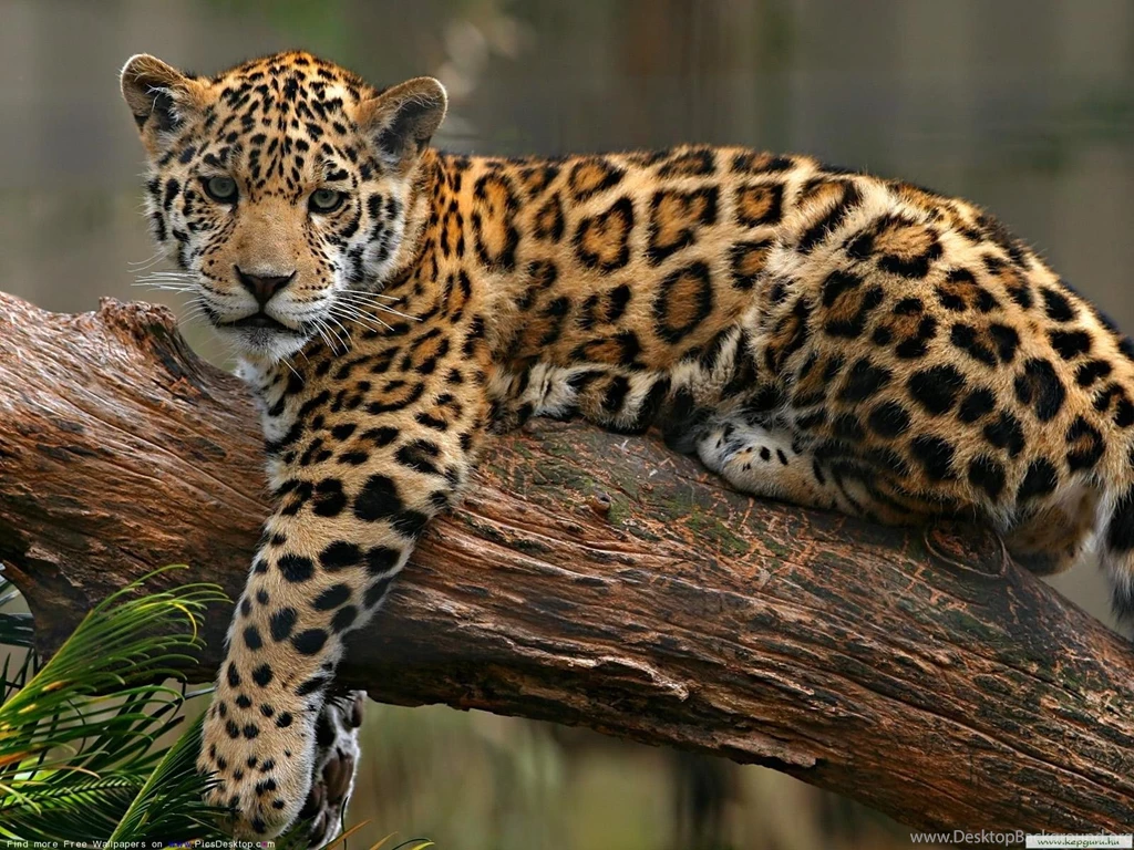 The Leopard Wild Animals Free Desktop Wallpapers Picture