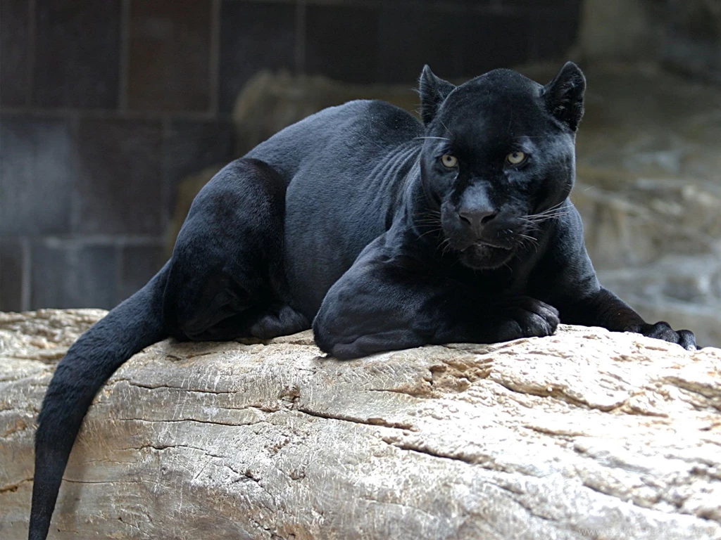 Wild Animals Desktop Backgrounds Plus 352657 Wallpapers Wallpapers ...