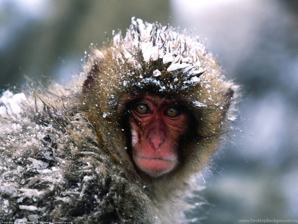 Cute Monkey Wild Animals Desktop Wallpapers 1600 X 1200 Picture