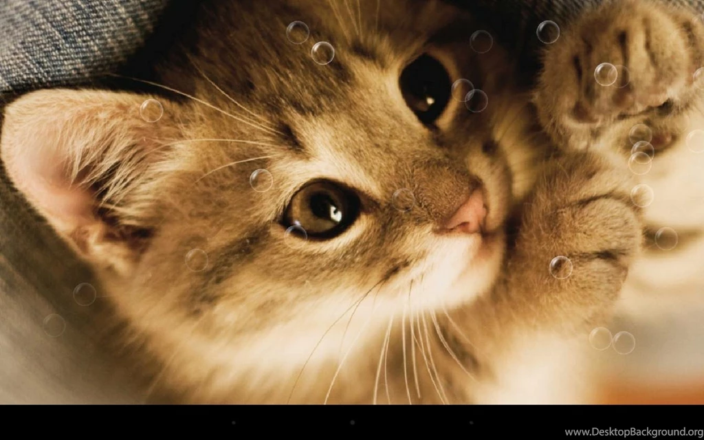 Lazy Cat Live Wallpapers Android Apps And Tests AndroidPIT