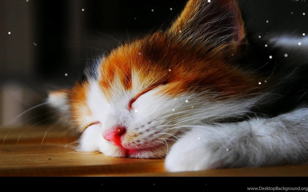 Sleep Cat Live Wallpapers Android Apps And Tests AndroidPIT