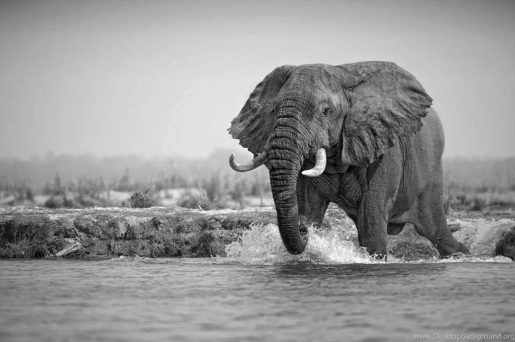 Elephants: Stunning Great Elephant Big River Wild Life Desktop ...