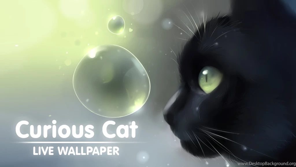 Curious Cat Live Wallpapers YouTube