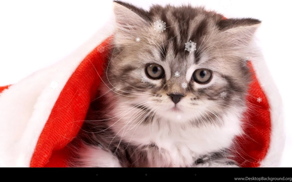 Christmas Cat Live Wallpapers Android Apps And Tests AndroidPIT