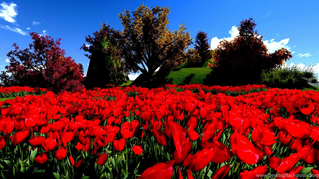 Beautiful Red Flowers Hd Wallpapers Backgrounds Wallpapers For ...