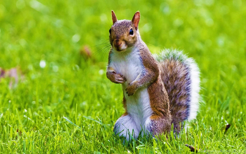 Cute Squirrel Wild Animal Desktop Wallpapers