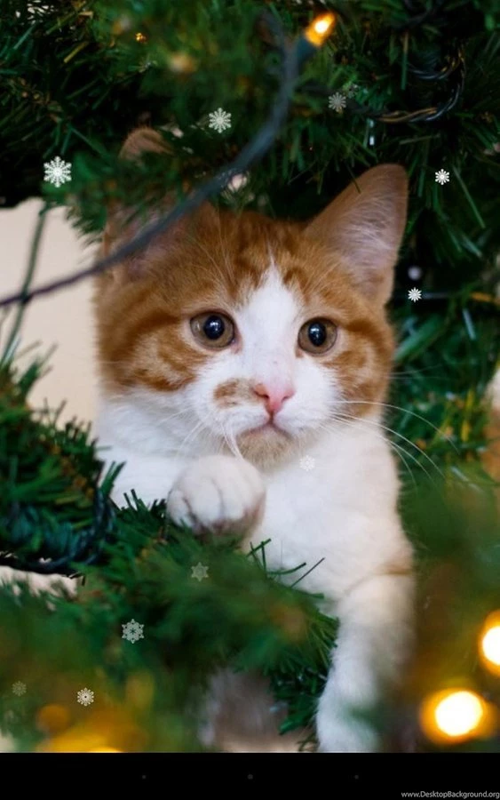 Xmas Cat Live Wallpapers Android Apps And Tests AndroidPIT