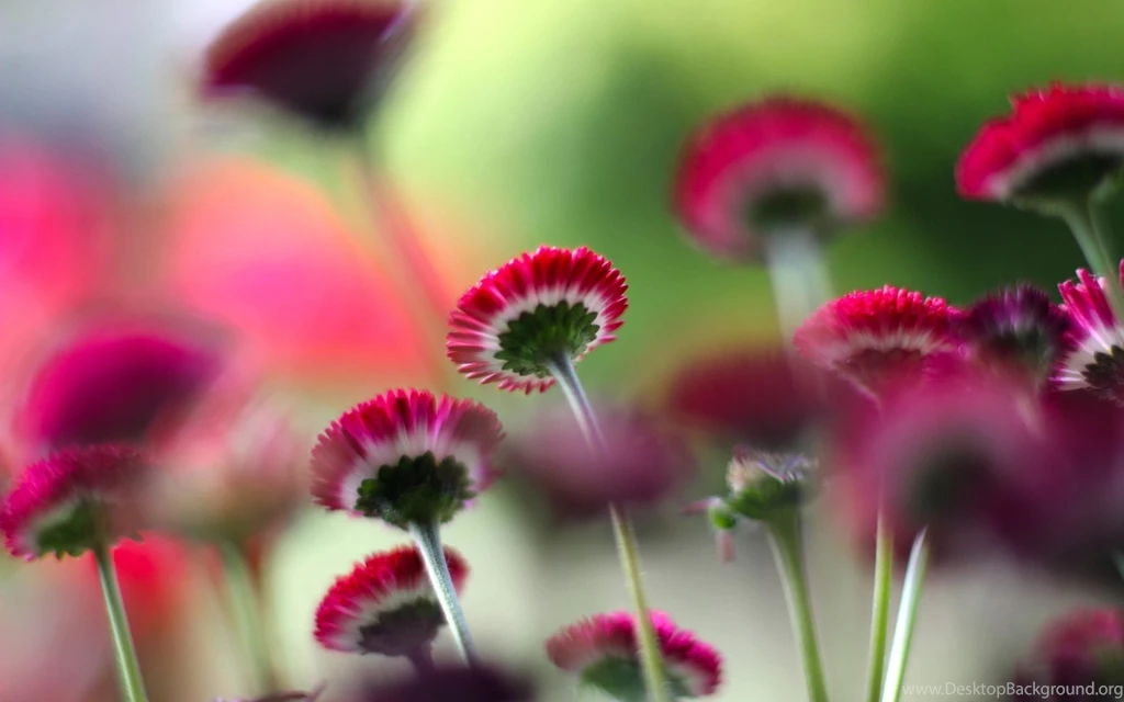 Gazania Red Flowers Wallpapers Download Of Beautiful Flower