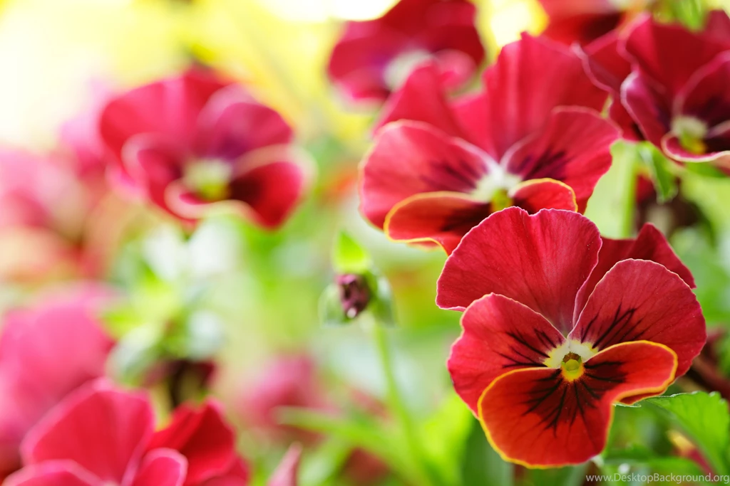Summer Purple Flower Wallpapers