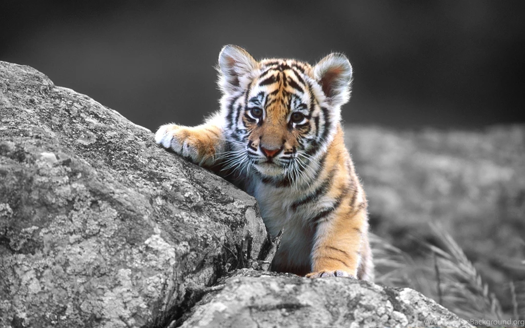 Nature Wallpapers For Desktop Backgrounds Full Screen – Valentine ...