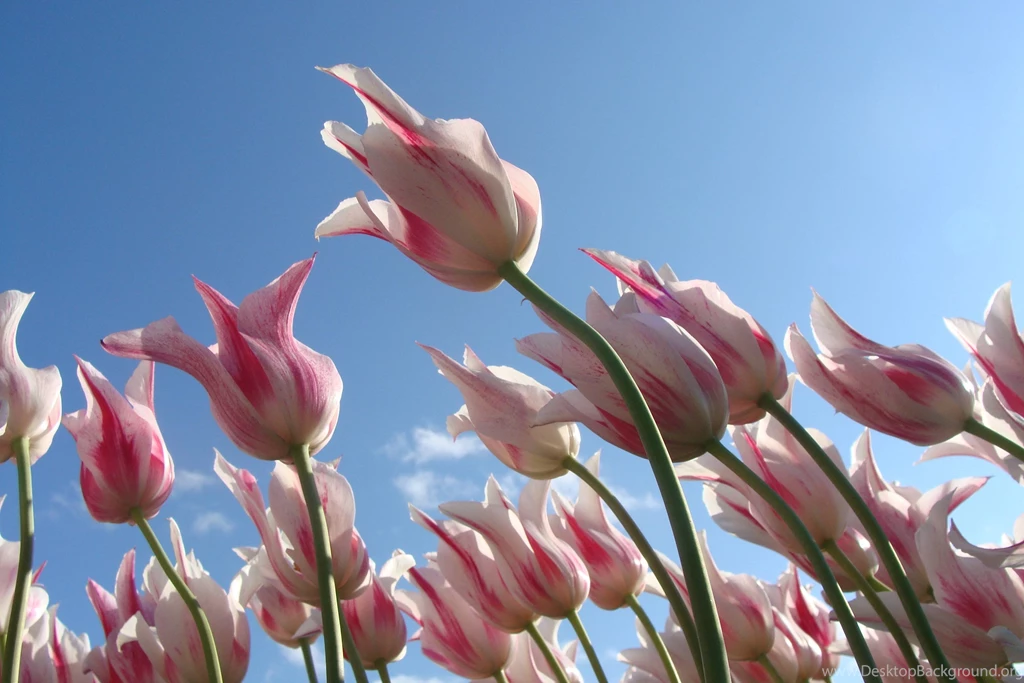 Beautiful Tulips Spring Flowers Wallpapers