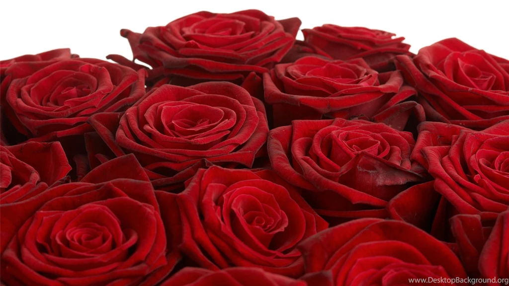 Red Flower Wallpapers HD 1920x1080