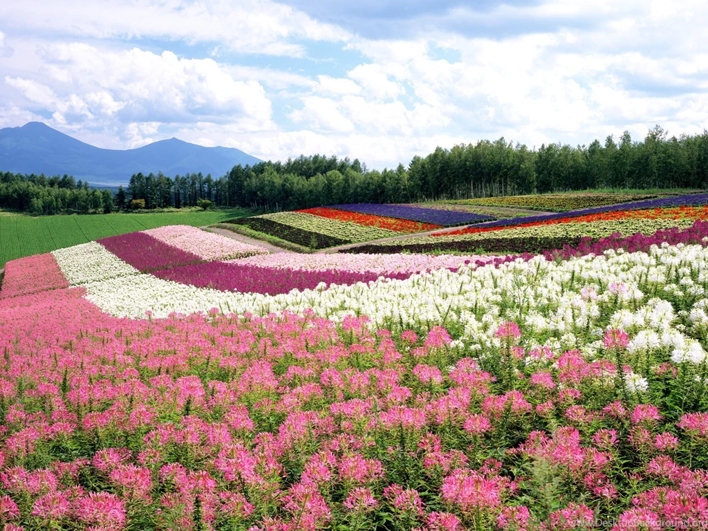 Free_desktop_wallpaper_flower_garden 00 HD Widescreen Wallpapers