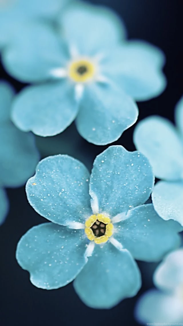 Forget Me Blue Flowers
