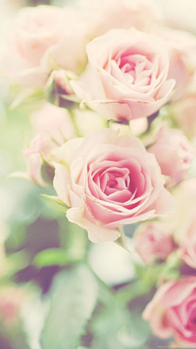 Iphone Flower Wallpapers Floral