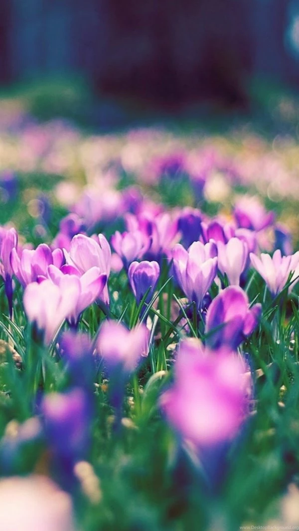 30+ Free Purple iPhone Backgrounds
