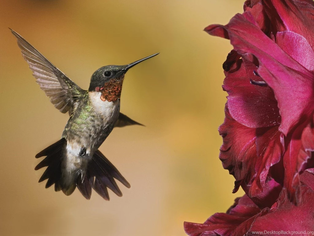 HUMMINGBIRD ( The Nectar Hunter ) !!! Virtual University Of Pakistan