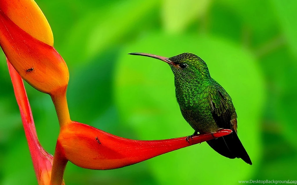 Hummingbird Wallpaper Backgrounds Wallpapers Cave