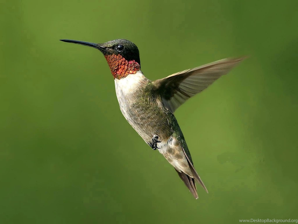 Wallpapers Flying Hummingbird 1600 X 1200 Animals Pets Puppies ...