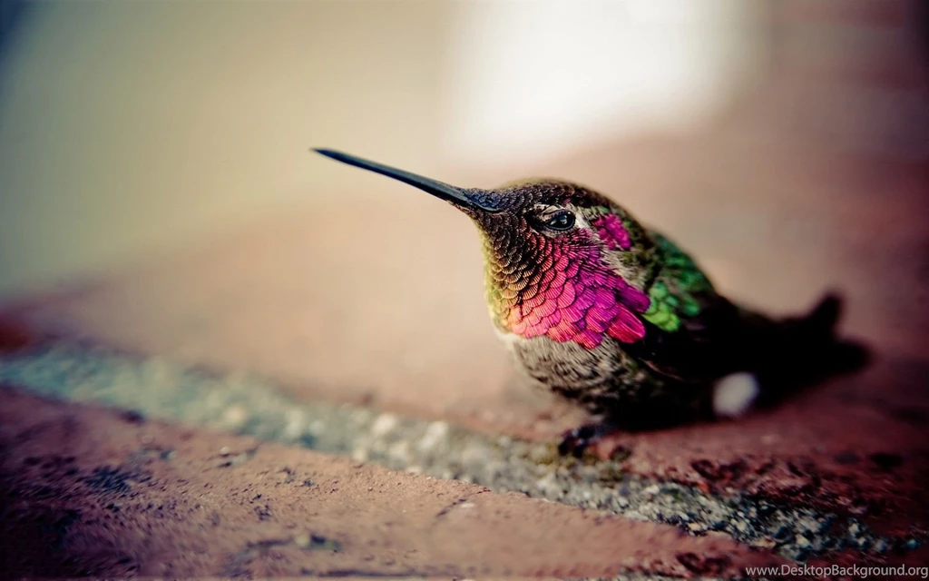 Free Hummingbird Wallpapers Wallpapers Cave