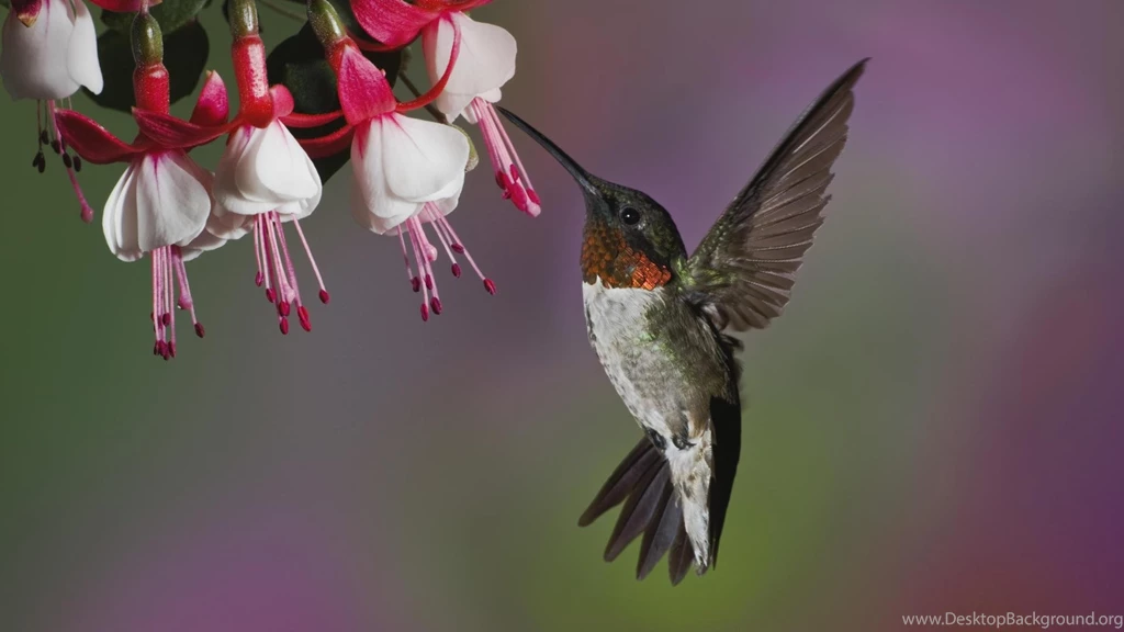 Hummingbird Wallpapers Free
