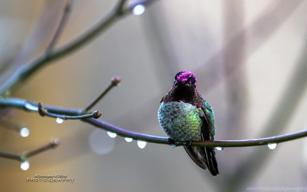 Annas Hummingbird Beautiful Desktop Wallpapers
